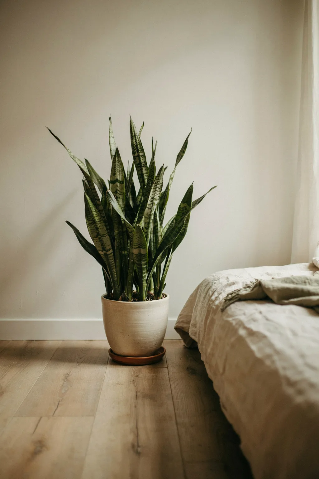 The One Plant Every Small Bedroom Needs