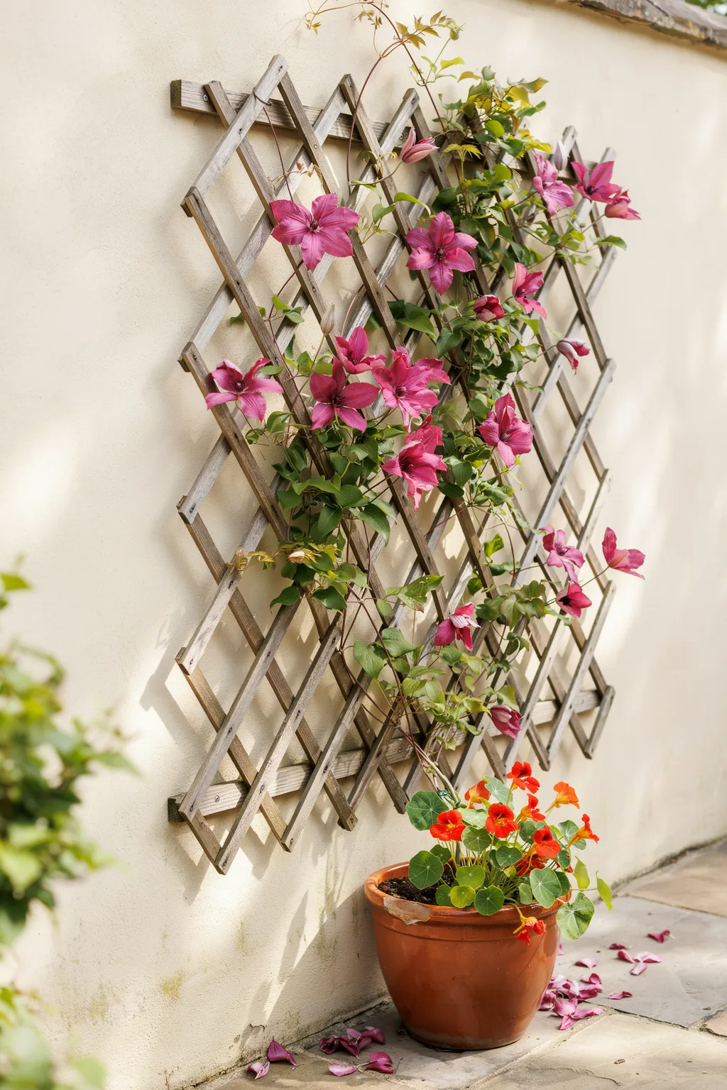 Grow Upward on a Trellis When Ground Space Runs Out